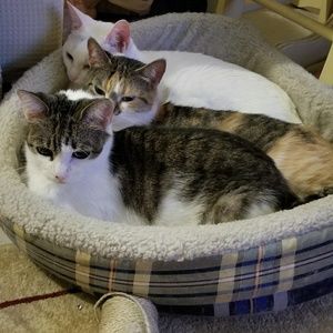 Meet your Posher, Bee